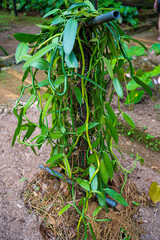 Vanilla Pod plants growing in Nursery Greenhouse