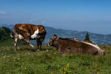 Kuh auf der Weide auf der Alm