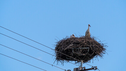Storks in the nest. Stork's nest on a pole