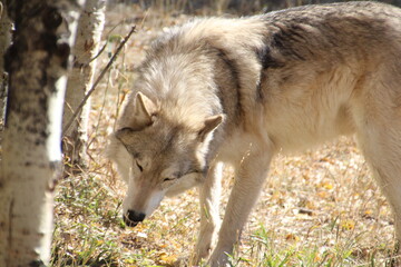 gray wolf in the woods