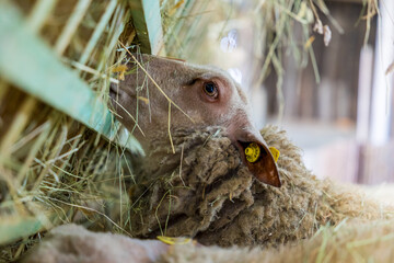 Brebis mangeant du foin à l'intérieur d'une bergerie