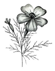 Obraz premium Black and White Hand Drawn Marigold Flower Composition Isolated on White Background. Marigold Flower Composition Drawn by Black Pencil.