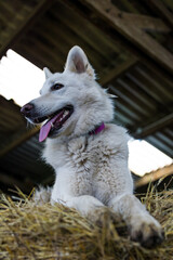 Obraz premium Chien berger blanc suisse sur une botte de paille dans une ferme