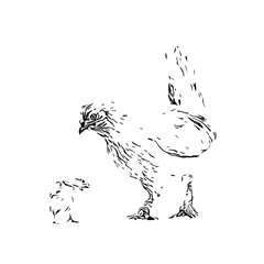Obraz premium Black and white drawing sketch of a chicken with a transparent background