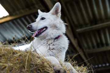 Obraz premium Chien berger blanc suisse sur une botte de paille dans une ferme