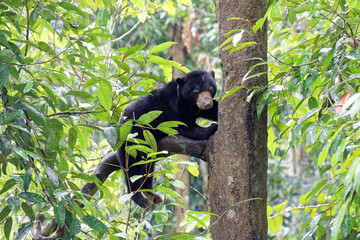 Die faszinierende Welt Borneos