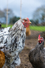 Poule d'ornement blanche et noire dans la basse-cour d'une ferme familiale
