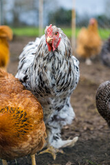 Poule d'ornement blanche et noire dans la basse-cour d'une ferme familiale