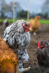 Poule d'ornement blanche et noire dans la basse-cour d'une ferme familiale