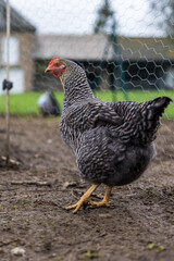Poule Coucou au milieu de la basse-cour dans une ferme famillale normande