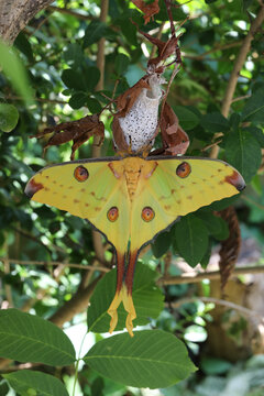 Madagascar Moon moth freshly emerged female