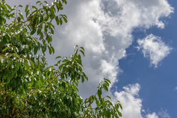 Closeup of treetop illuminated by sunlight with blue sky with clouds in the background