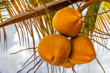 Closeup of yellow coconuts hanging on palm tree