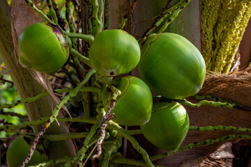 Closeup of green coconuts attached to the coconut tree