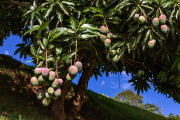 Beautiful mangoes hanging on the mango tree branches among the green leaves with a blue sky in the background