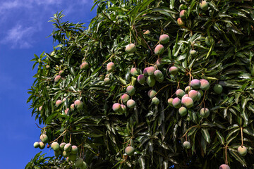 Beautiful mangoes hanging on the mango tree branches among the green leaves with a blue sky in the...