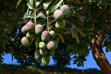 Closeup of beautiful mangoes hanging on the mango tree branches among the green leaves with a blue sky in the background