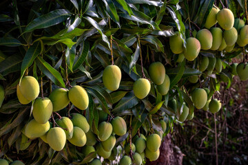 Closeup of beautiful unripe mangoes hanging on the mango tree branches among the green leaves