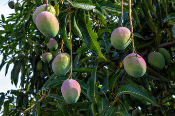 Closeup of beautiful mangoes hanging on the mango tree branches among the green leaves