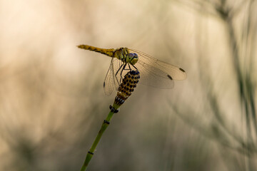 Dragonfly hanging on a grass in the wind