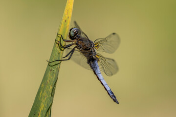 Dragonfly hanging on a grass in the wind