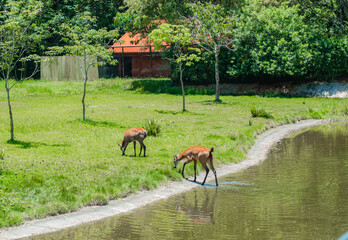 Fauna brasileira com pássaros no seu habitat natural