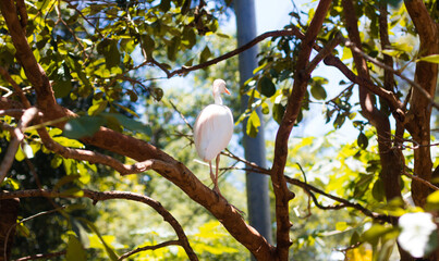 Fauna brasileira com pássaros no seu habitat natural