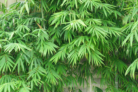 Natural Scene of Bamboo Tree  at rain forest Texture Background