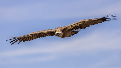 Griffon vulture in flight in the Baronnies against a blue sky