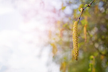 Birch branches with catkins in the spring in sunny weather