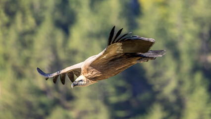 Griffon vulture in flight at Cairo rock, near Remuzat, Provence