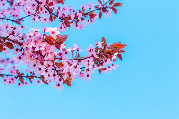 Sakura blossoms. Branch of sakura with pink flowers against the background of blue sky and sunny weather
