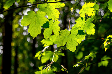 Fototapeta na wymiar Maple branch with green leaves in the forest in sunny weather