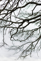 Fototapeta na wymiar Landscape of a carob tree on a cloudy day