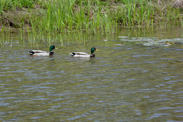 Mallards Swimming On The Local Pond In Summer