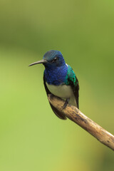 Colorful hummingbird of the andes.
White-necked jacobin (Florisuga mellivora) 
Common name in Latam: Colibrí collarejo

