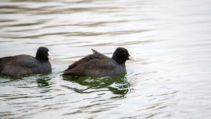 Coot birds dabble in the water