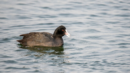 Coot birds dabble in the water