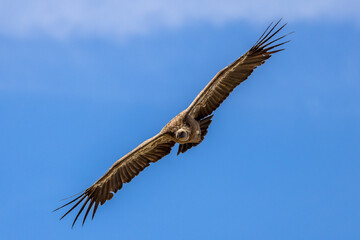 Griffon vulture in flight in the Baronnies against a blue sky