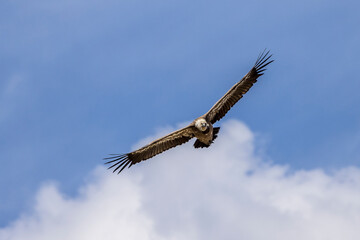 Griffon vulture in flight in the Baronnies against a blue sky