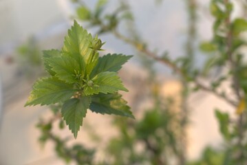 close up of leaves