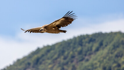 Plakat Griffon vulture in flight in the Baronnies against a blue sky