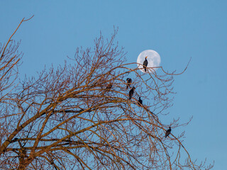 Cormorants on full moon