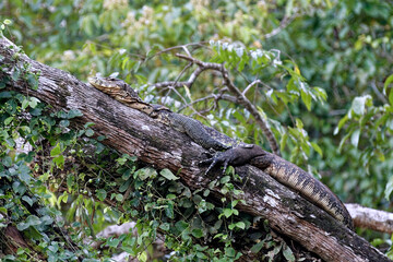 Die faszinierende Welt Borneos