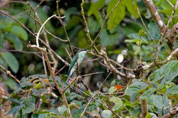Die faszinierende Welt Borneos