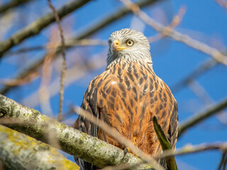 Red Kite