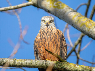 Red Kite 