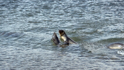 Fototapeta premium Antarctic fur seals (Arctocephalus gazella) swimming off the beach at the old whaling station at Stromness, South Georgia Island
