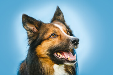 Head portrait of a sable brown border collie dog in front of blue background