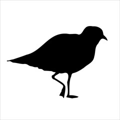 Seagull bird animal sketch, black vector silhouette